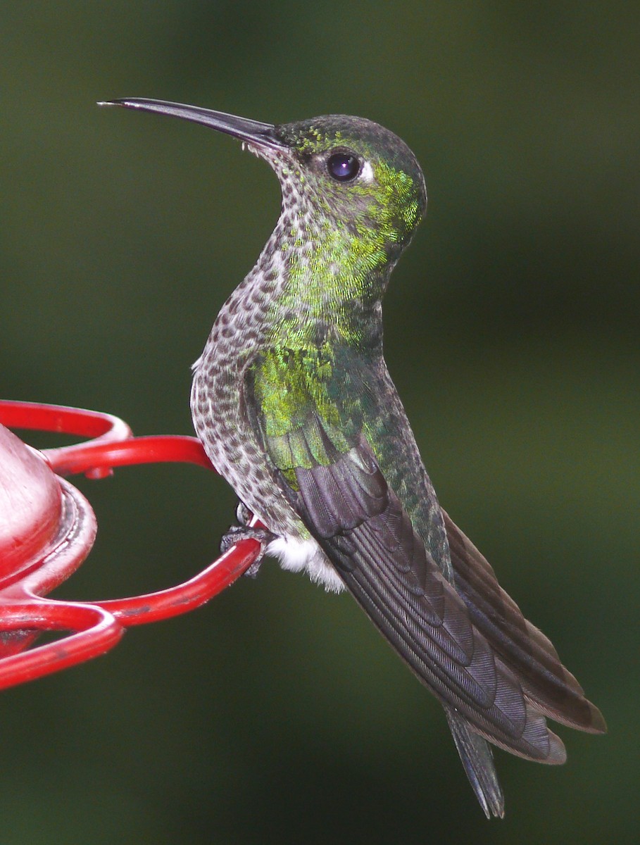 Many-spotted Hummingbird - Larry Sirvio