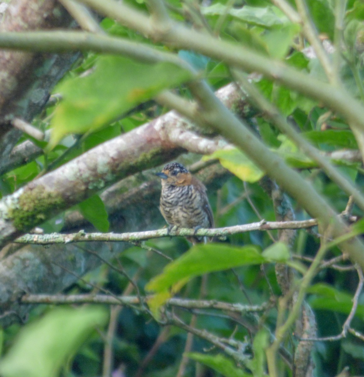 Ochre-collared Piculet - ML148814281