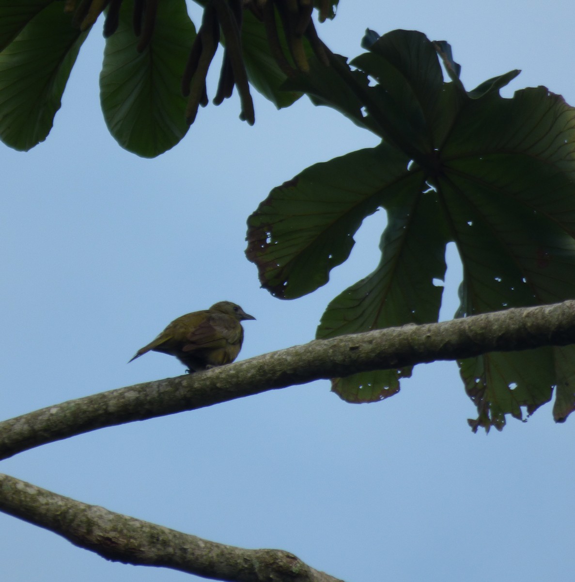 Palm Tanager - ML148814651