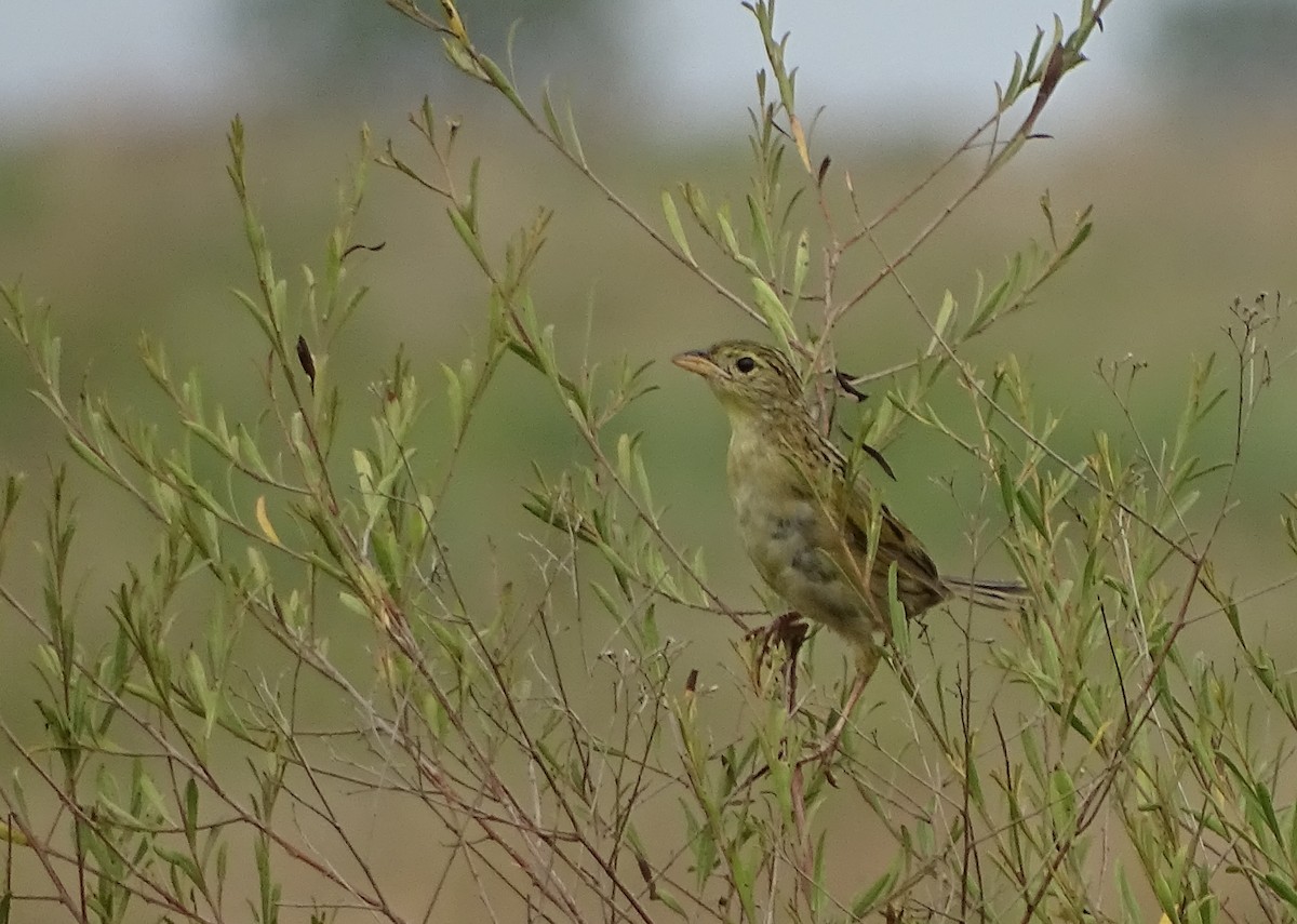 Wedge-tailed Grass-Finch - Javier Ubiría