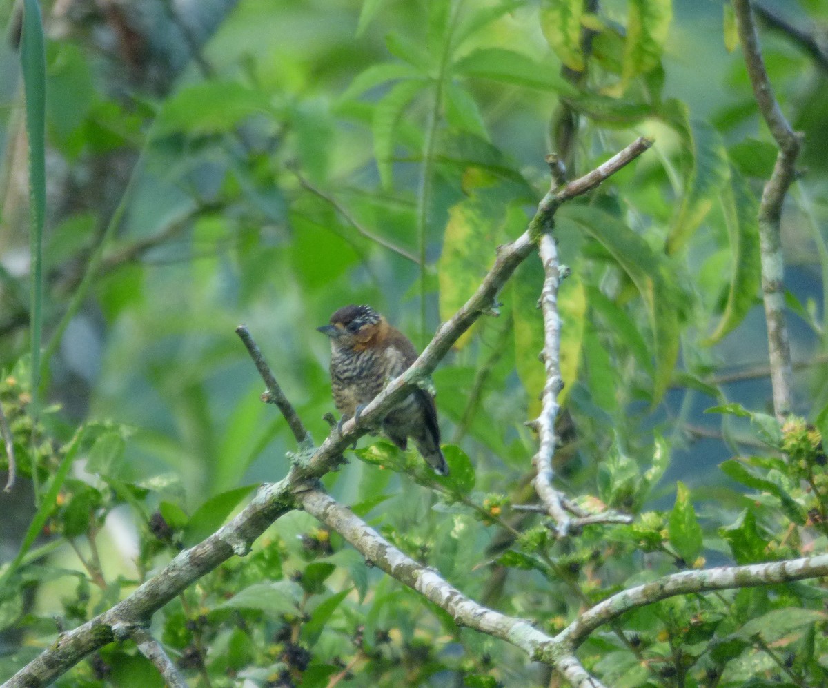 Ochre-collared Piculet - ML148818531