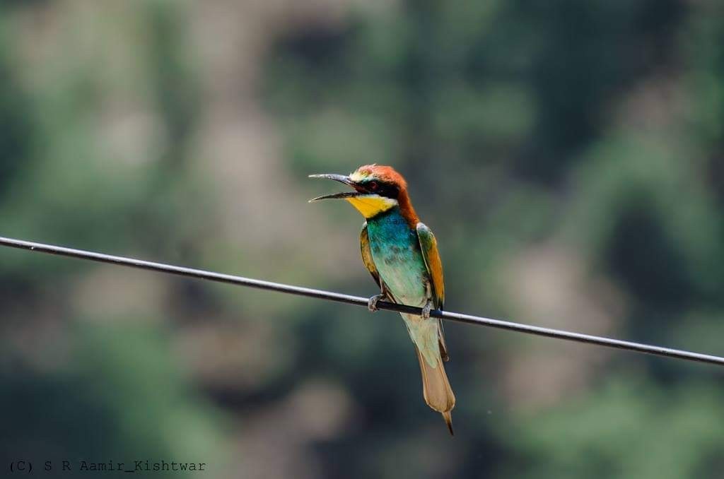 European Bee-eater - ML148818901