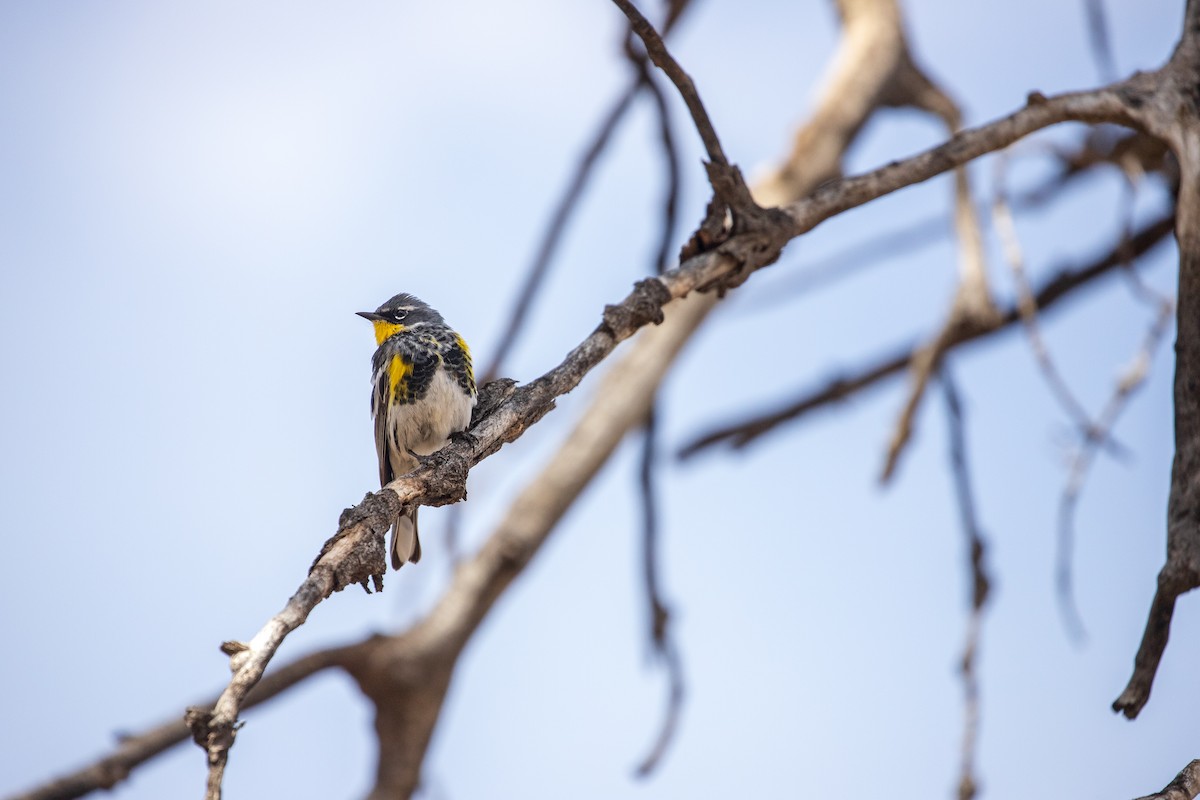 Yellow-rumped Warbler (Myrtle x Audubon's) - ML148820691