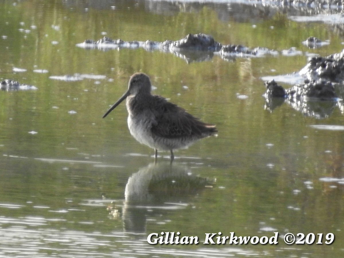 Long-billed Dowitcher - ML148821181