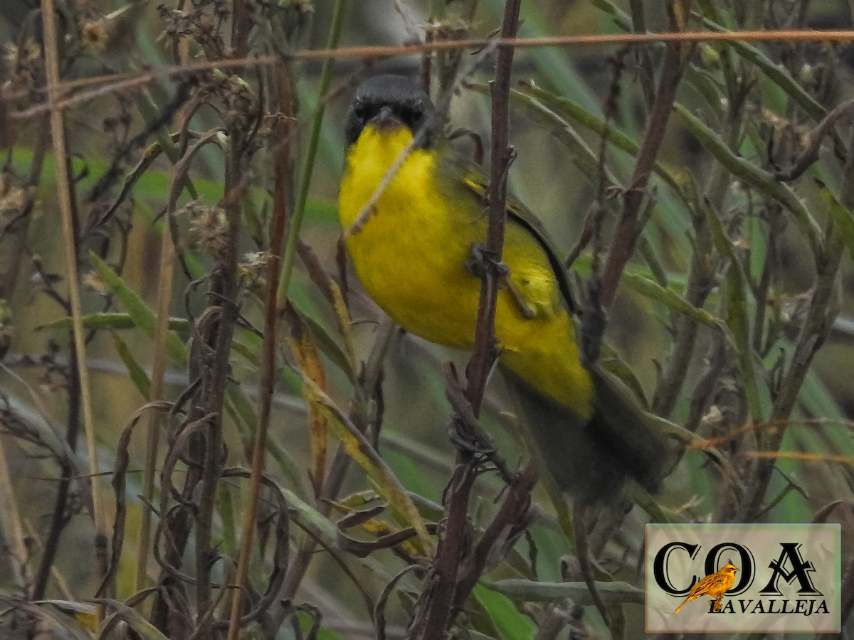 Southern Yellowthroat - Amed Hernández