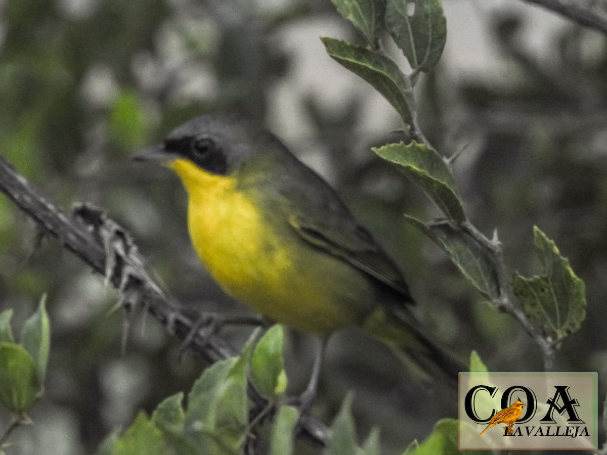 Southern Yellowthroat - Amed Hernández