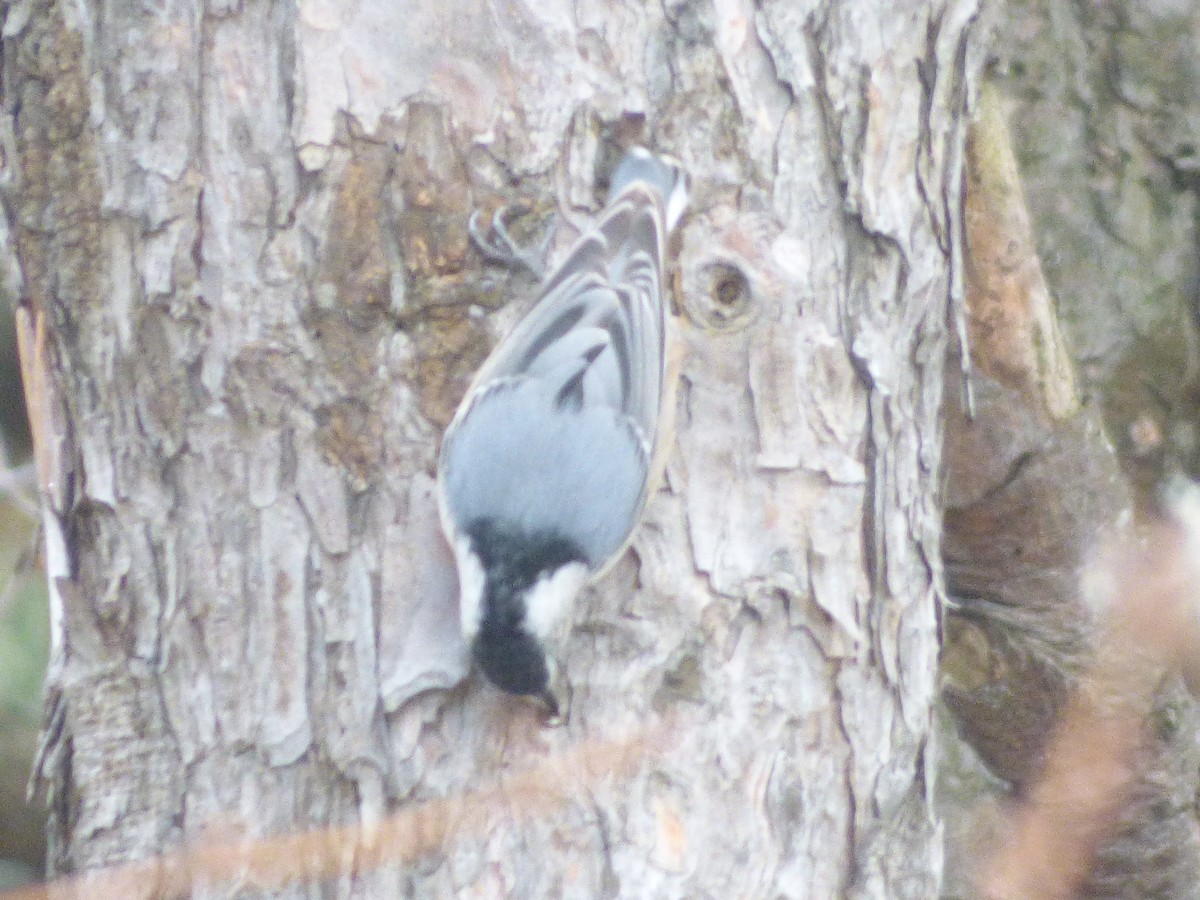 White-breasted Nuthatch - ML148826531