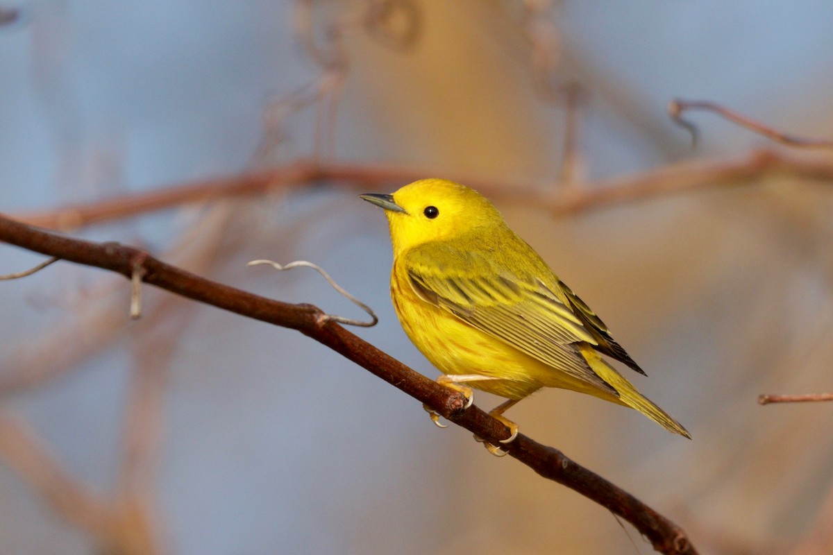 Yellow Warbler (Northern) - Aaron Marshall
