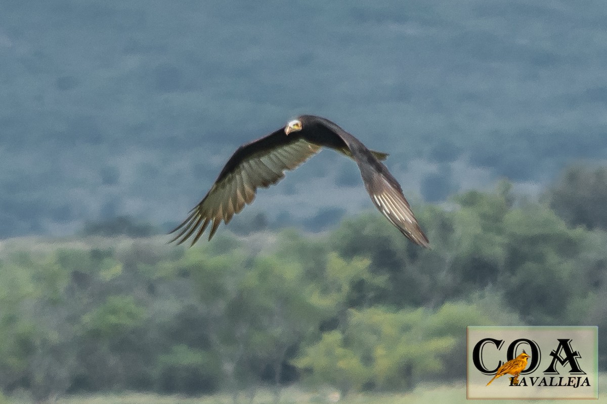 Lesser Yellow-headed Vulture - Amed Hernández