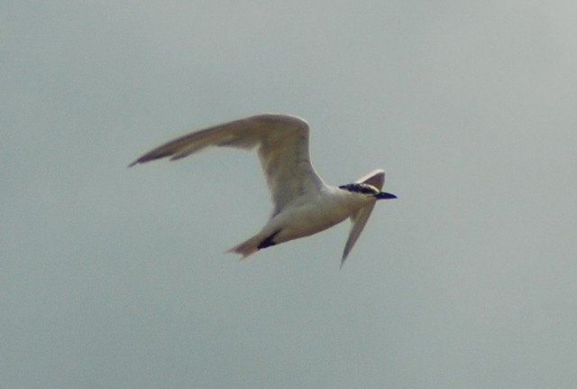 Gull-billed Tern - Martin Abreu