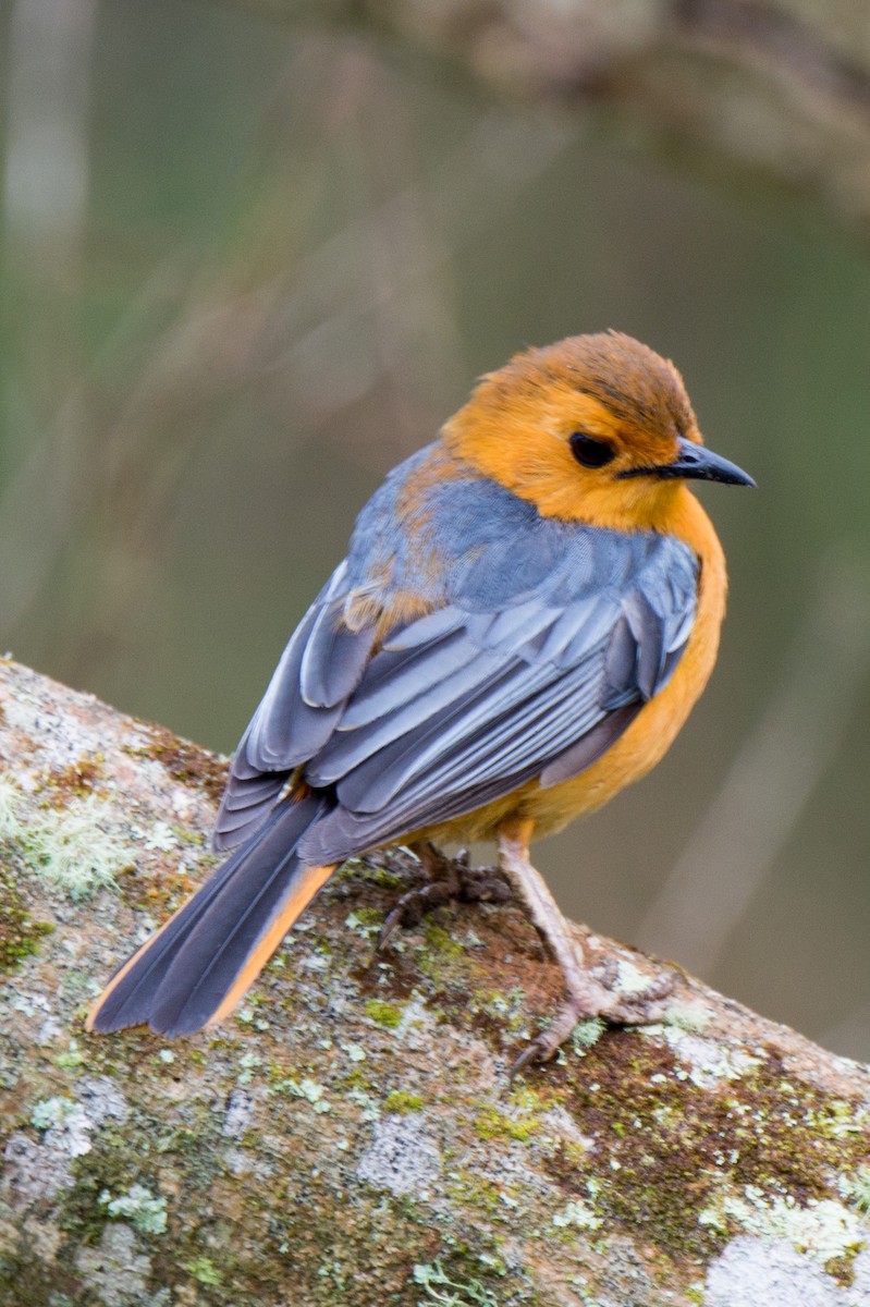 Red-capped Robin-Chat - ML148831501