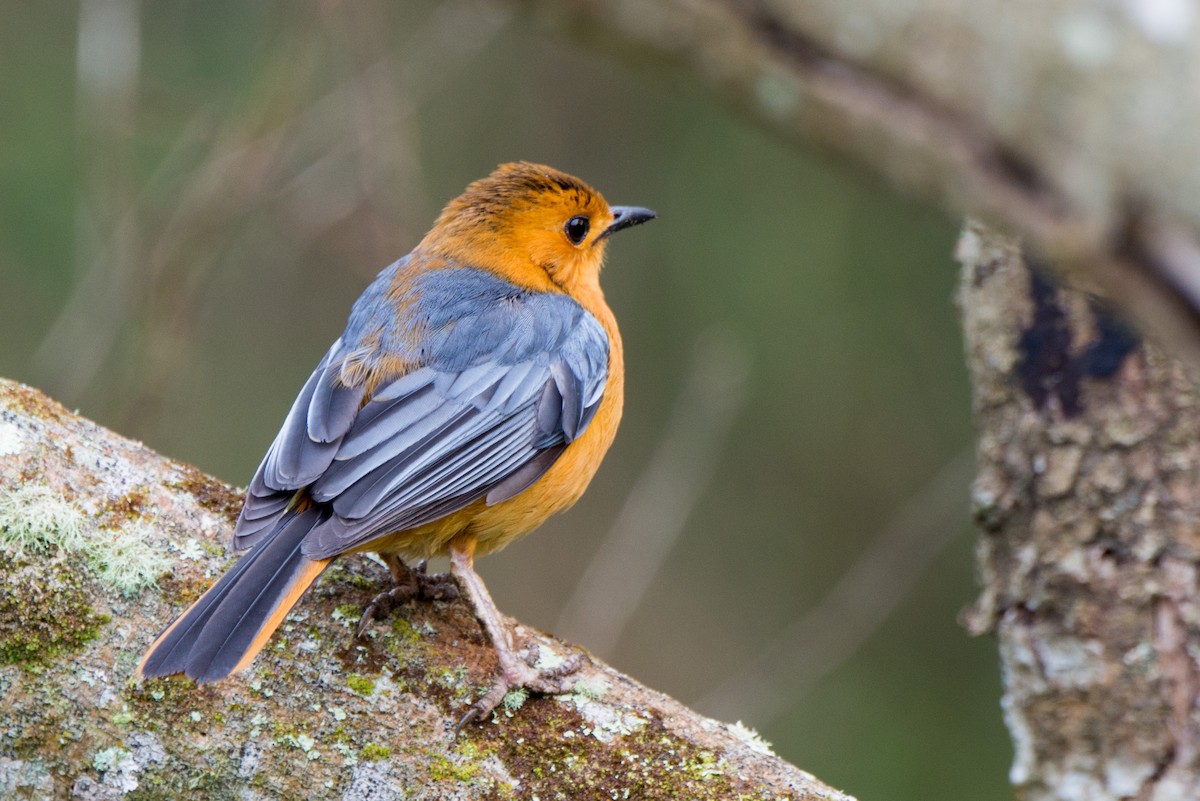 Red-capped Robin-Chat - ML148831531