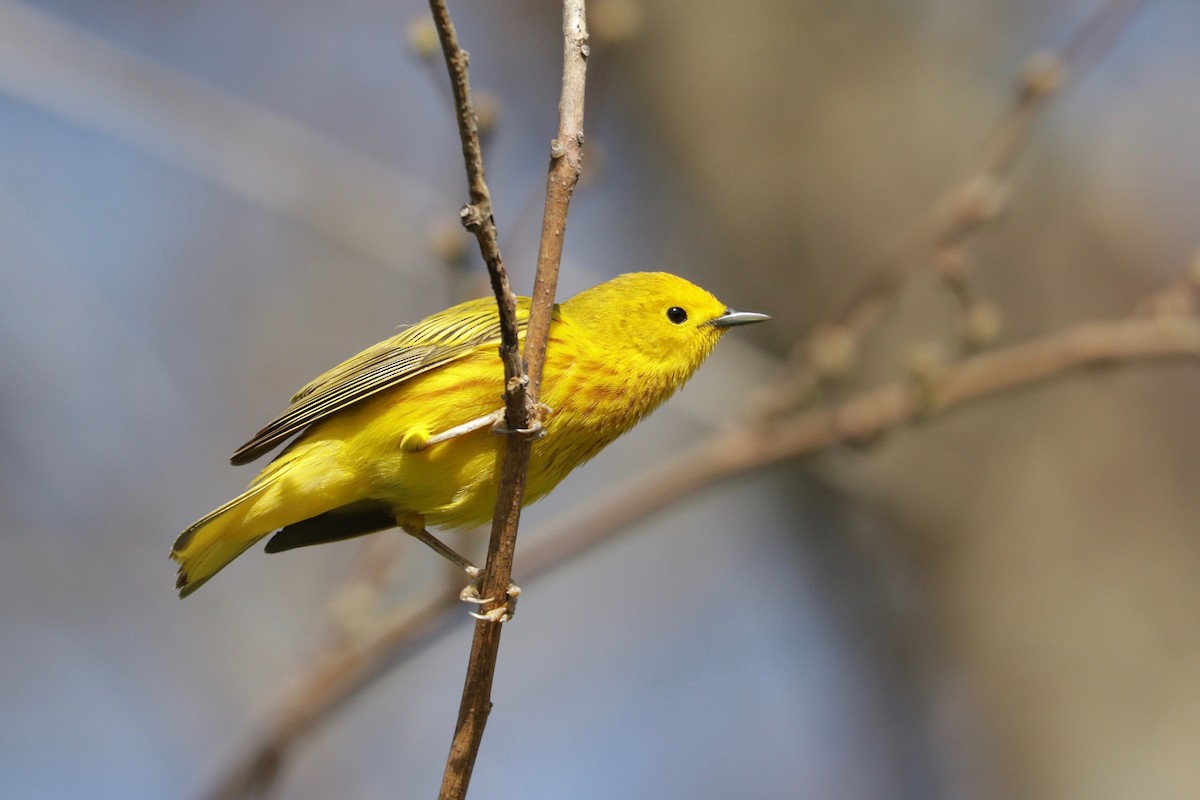 Yellow Warbler (Northern) - ML148831801