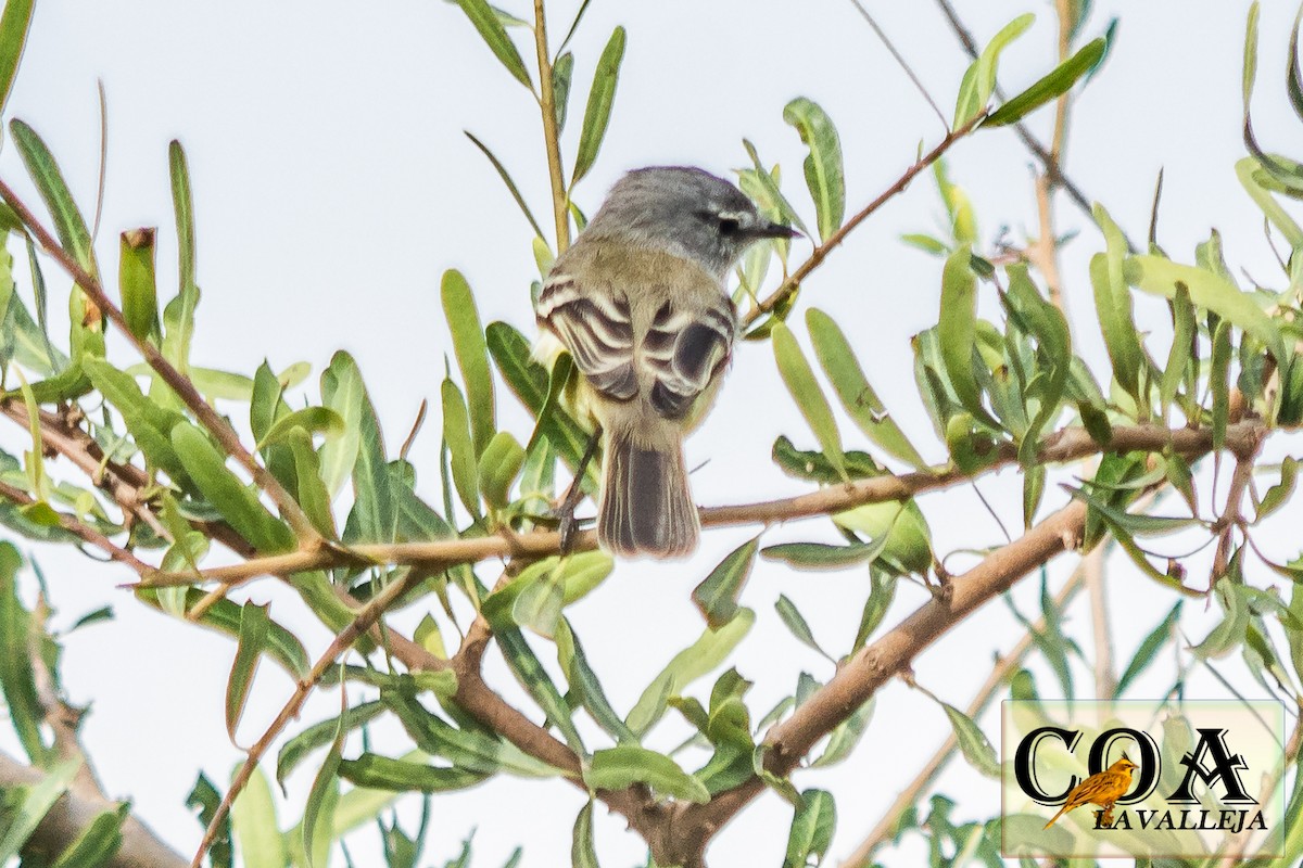 White-crested Tyrannulet (Sulphur-bellied) - Amed Hernández