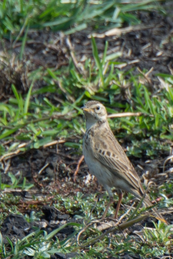 African Pipit - ML148832071