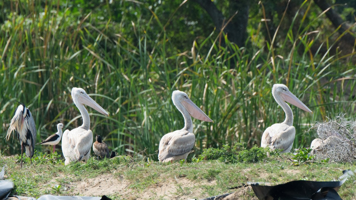 Pink-backed Pelican - ML148832421