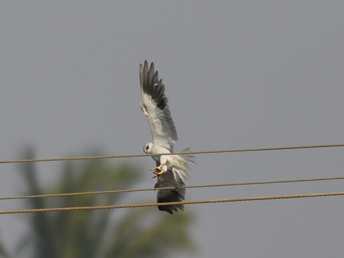 Black-winged Kite - Vaidehi  Gunjal