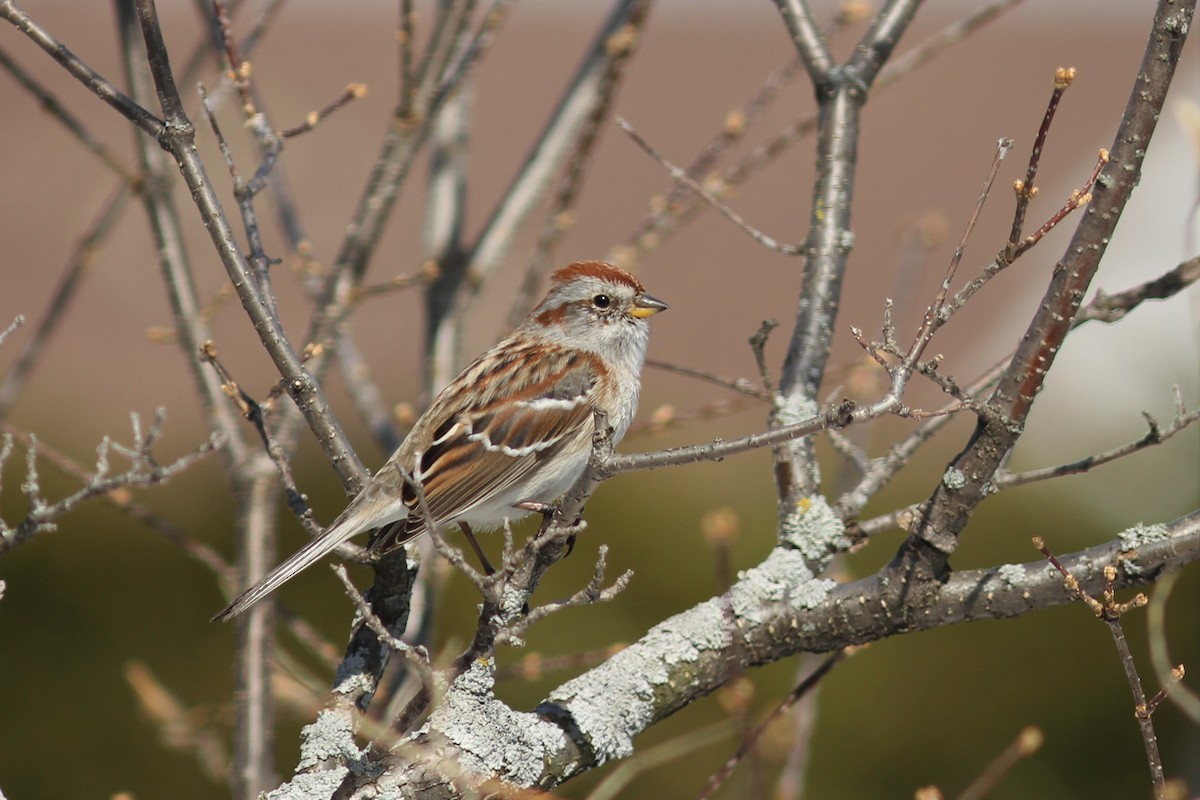American Tree Sparrow - Mylene  Paulhus, Perreault