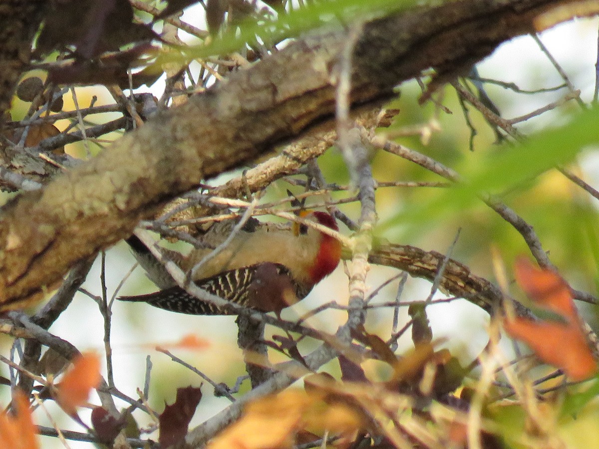 Yucatan Woodpecker - Anna Brakeman