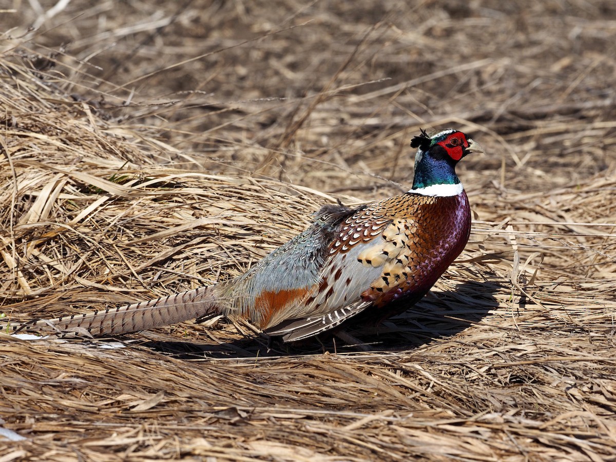 Ring-necked Pheasant - Bob & Anne-Marie Taylor