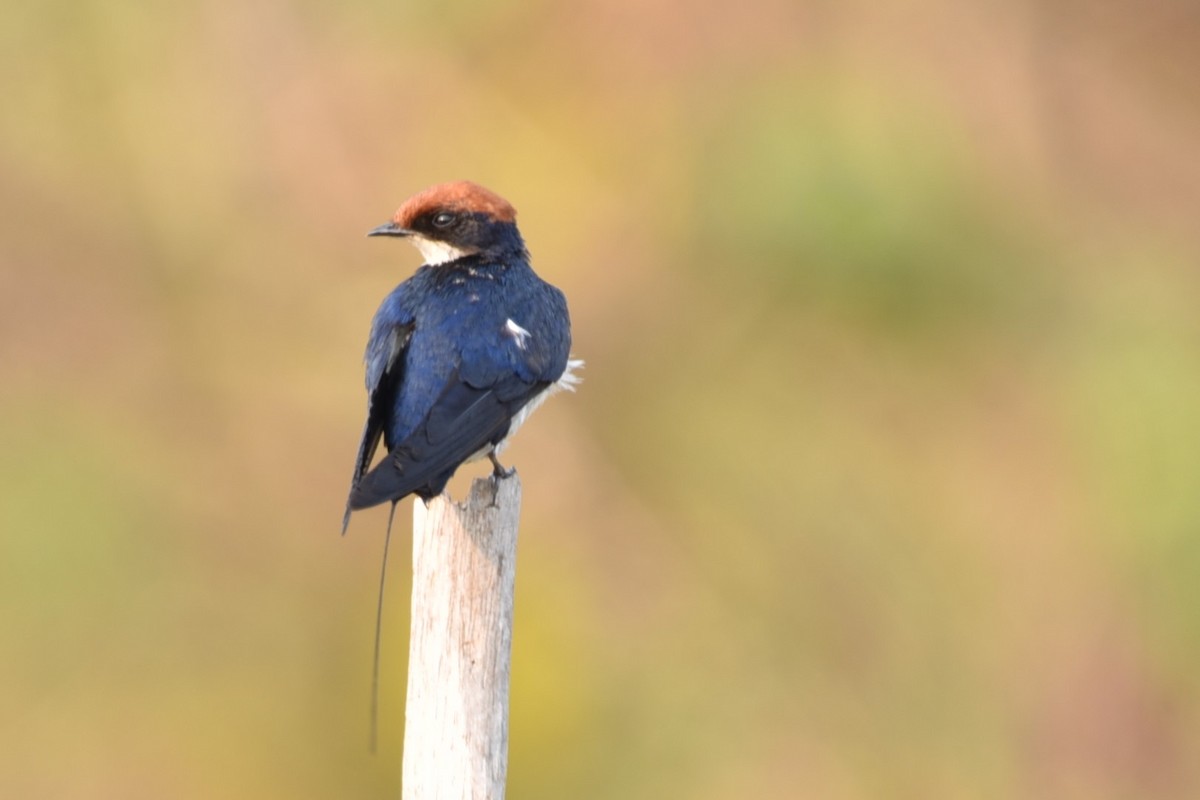 Wire-tailed Swallow - Sajeev Krishnan