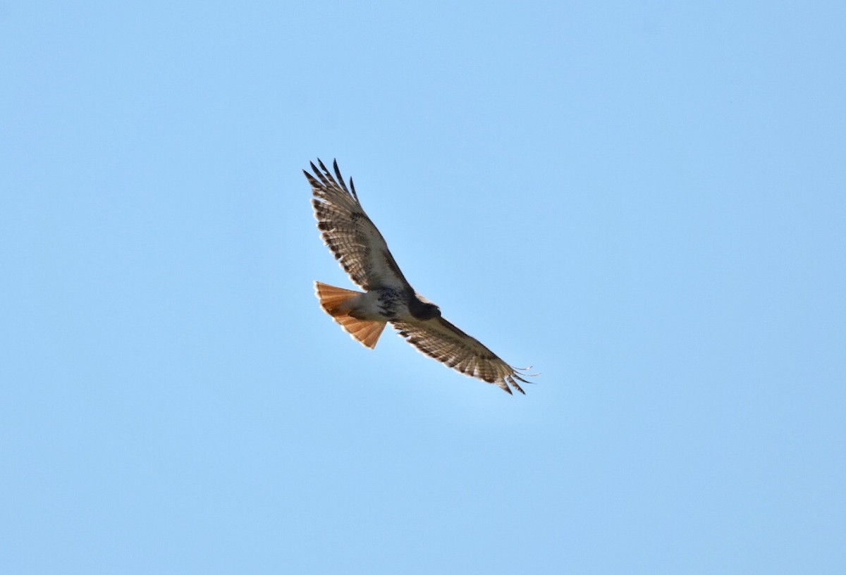 Red-tailed Hawk - Joan Heffernan
