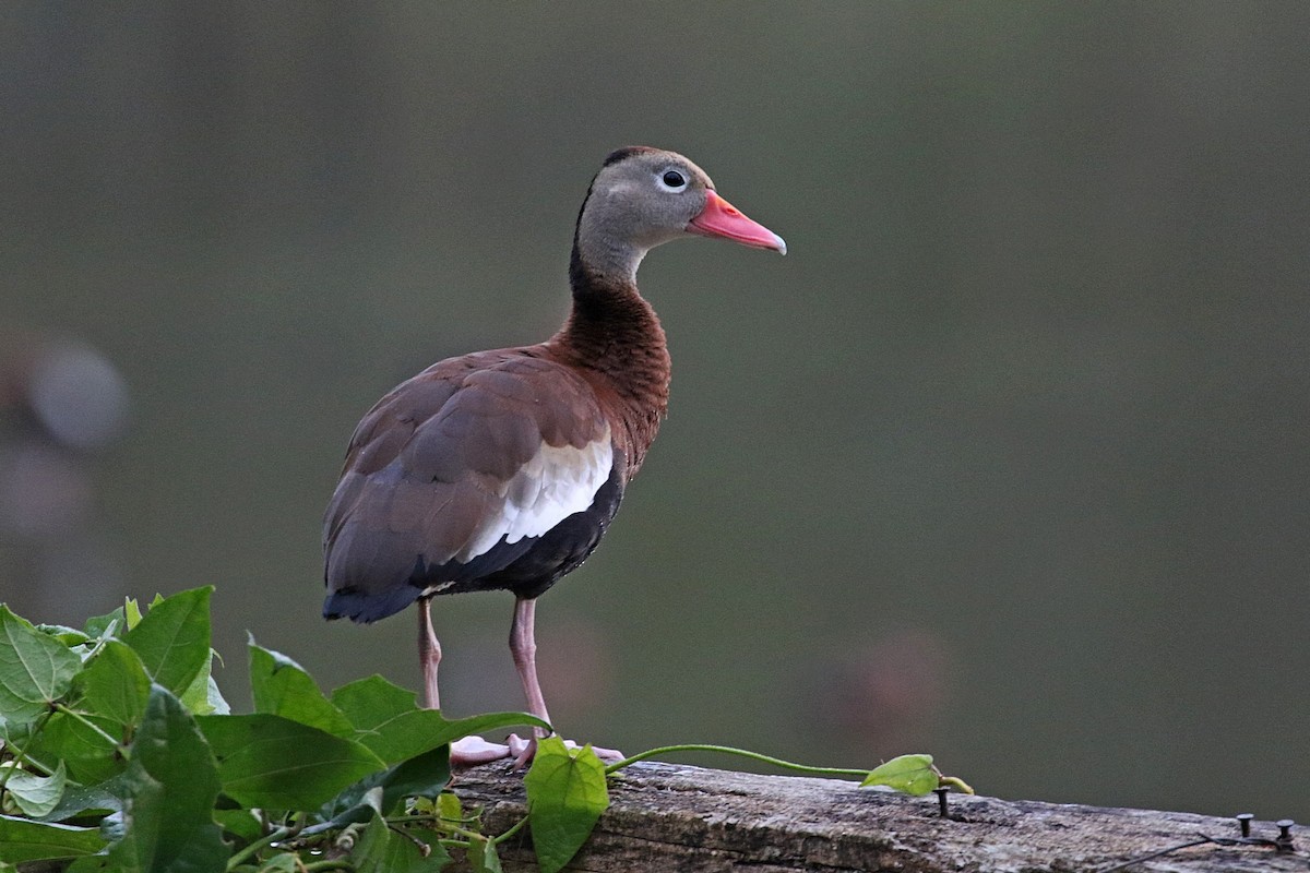 Black-bellied Whistling-Duck (fulgens) - ML148840191