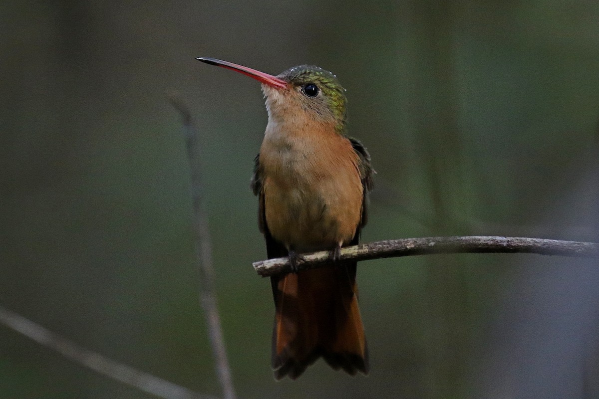 Cinnamon Hummingbird (Mainland) - Laval Roy