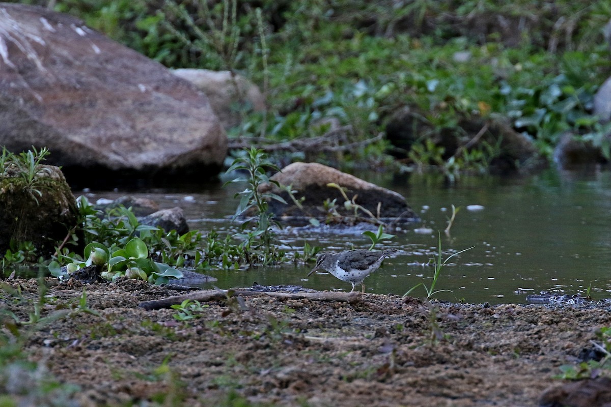Spotted Sandpiper - Laval Roy