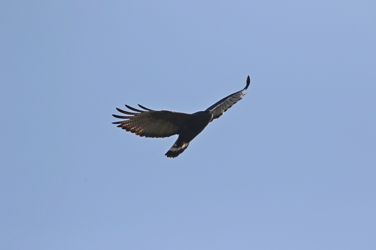 Zone-tailed Hawk - Laval Roy