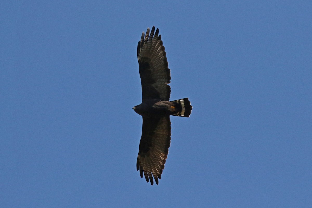 Zone-tailed Hawk - ML148840561