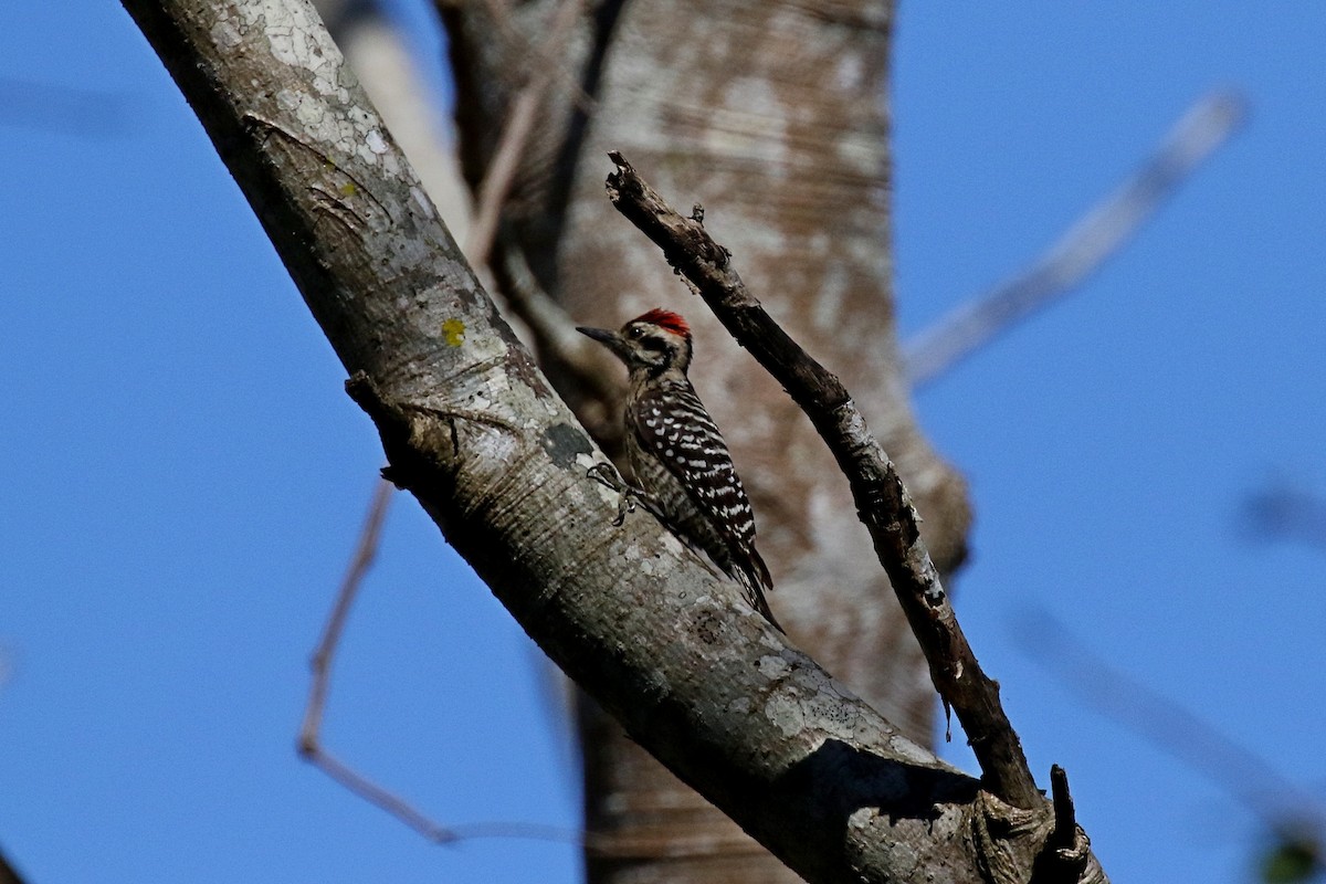 Ladder-backed Woodpecker - Laval Roy