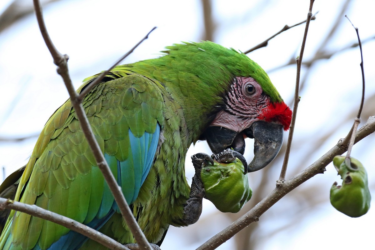 Military Macaw - Laval Roy