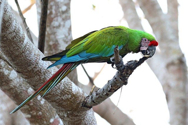 Military Macaw Ebird