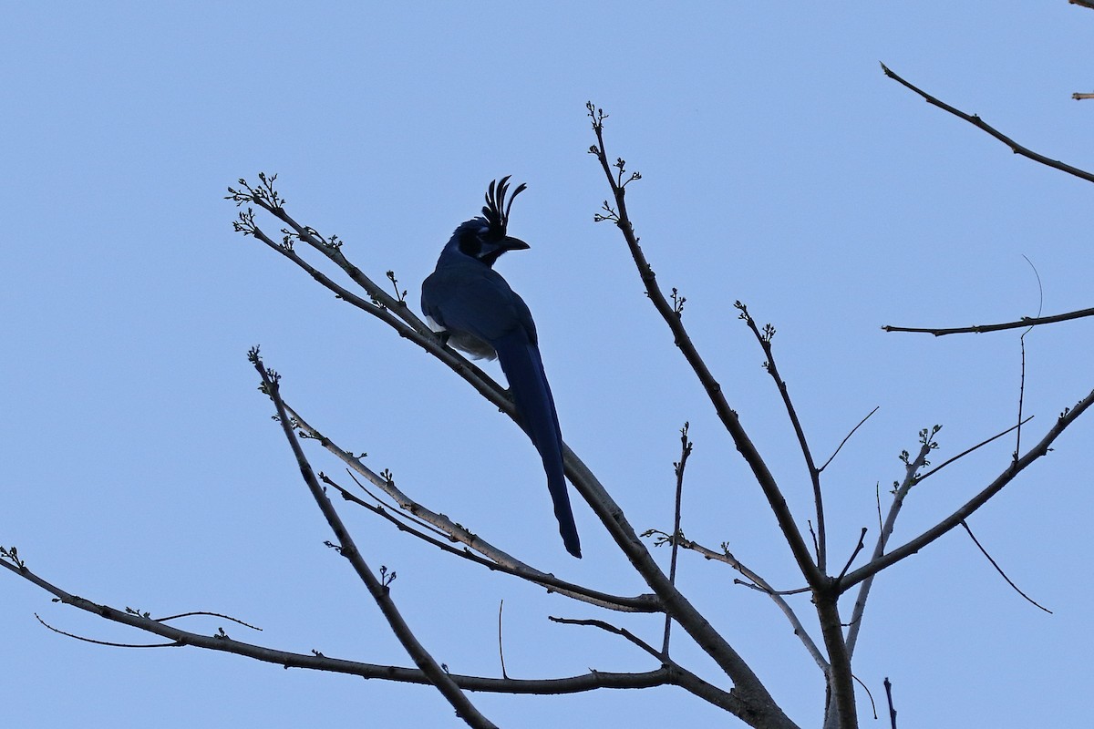 Black-throated Magpie-Jay - Laval Roy