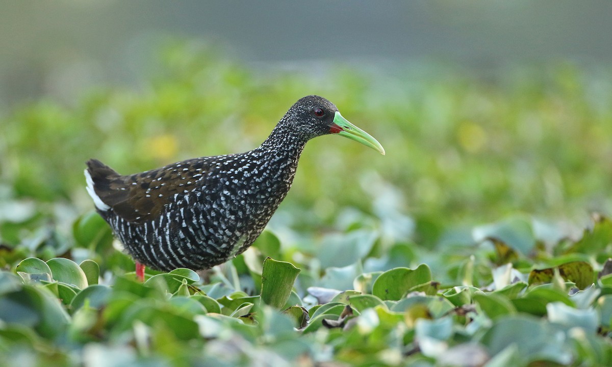 Spotted Rail - ML148841621