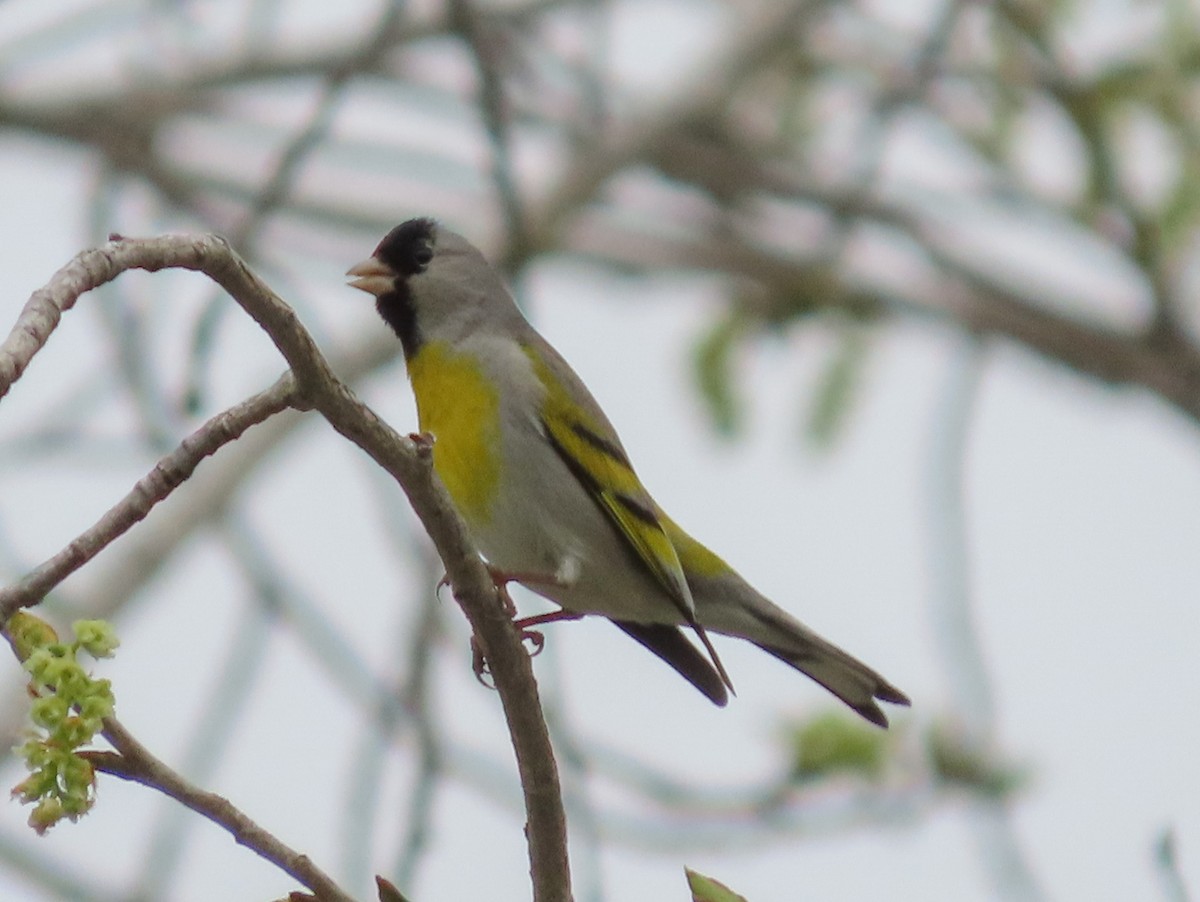 Lawrence's Goldfinch - ML148841911