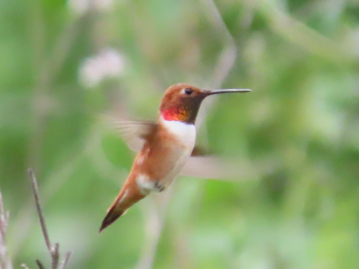 Rufous Hummingbird - ML148842001