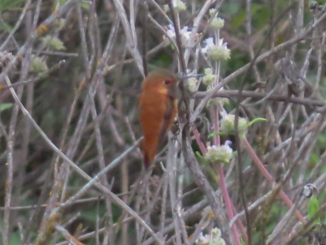 Rufous Hummingbird - ML148842111