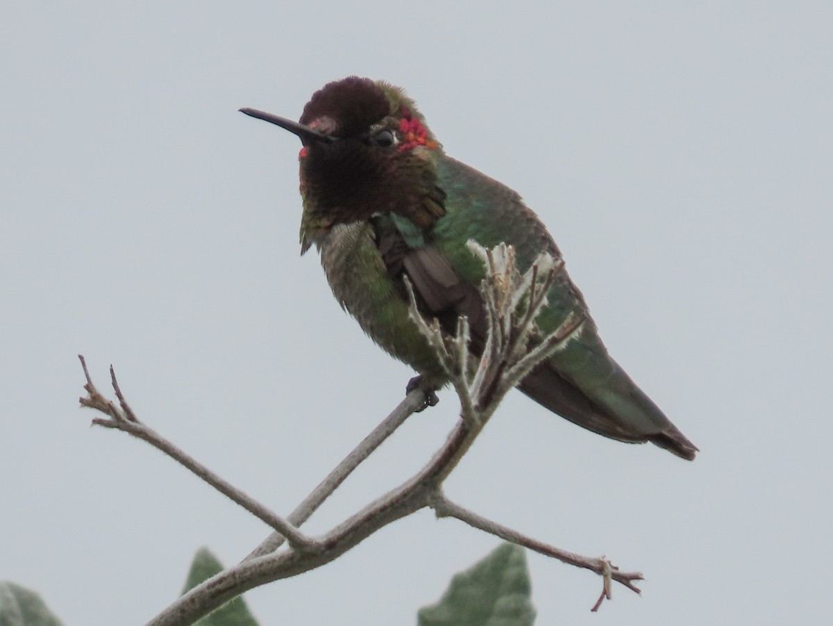 Anna's Hummingbird - ML148842191