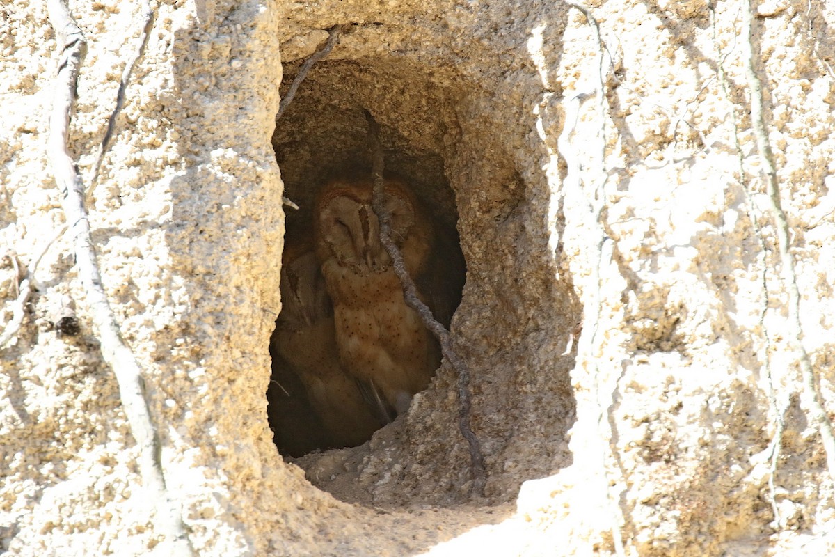 Barn Owl - Laval Roy