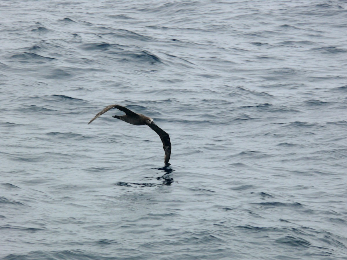 Black-footed Albatross - Brennan Mulrooney