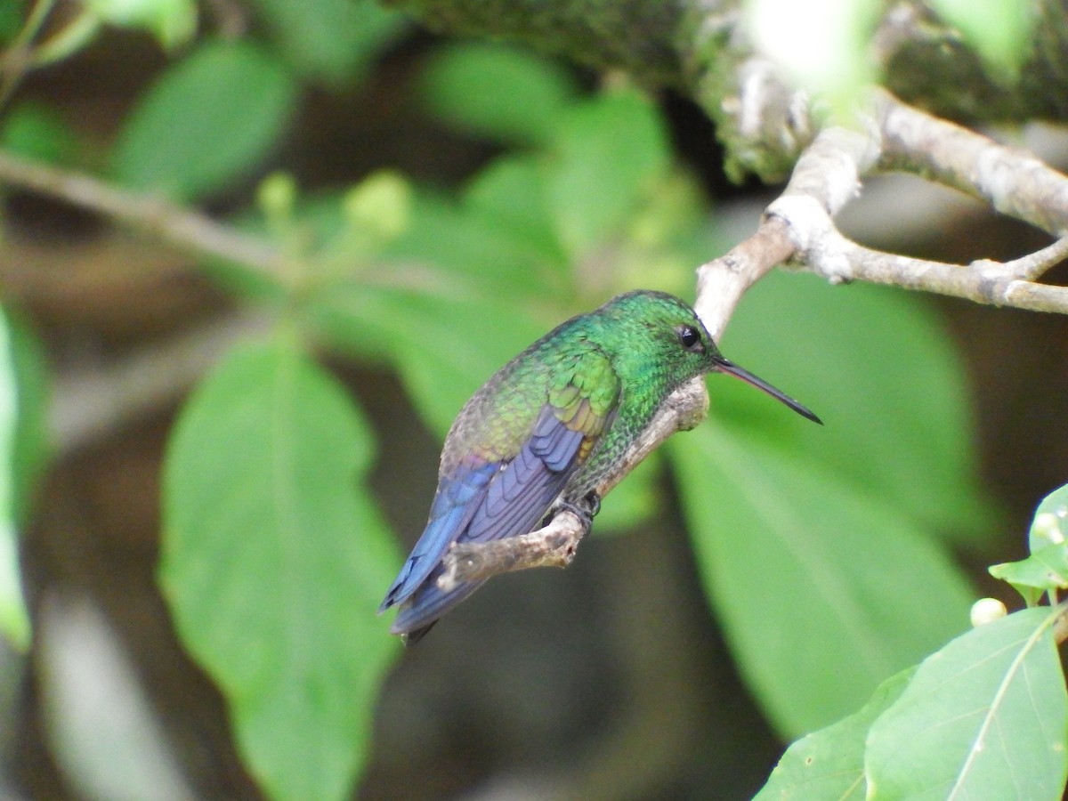 Blue-vented Hummingbird - Bobby Wilcox
