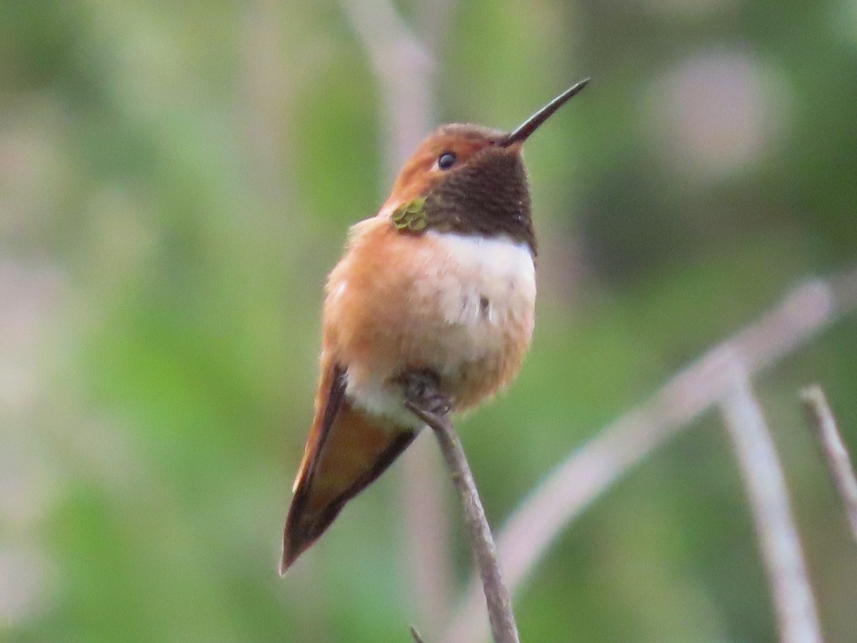 Rufous Hummingbird - ML148842821