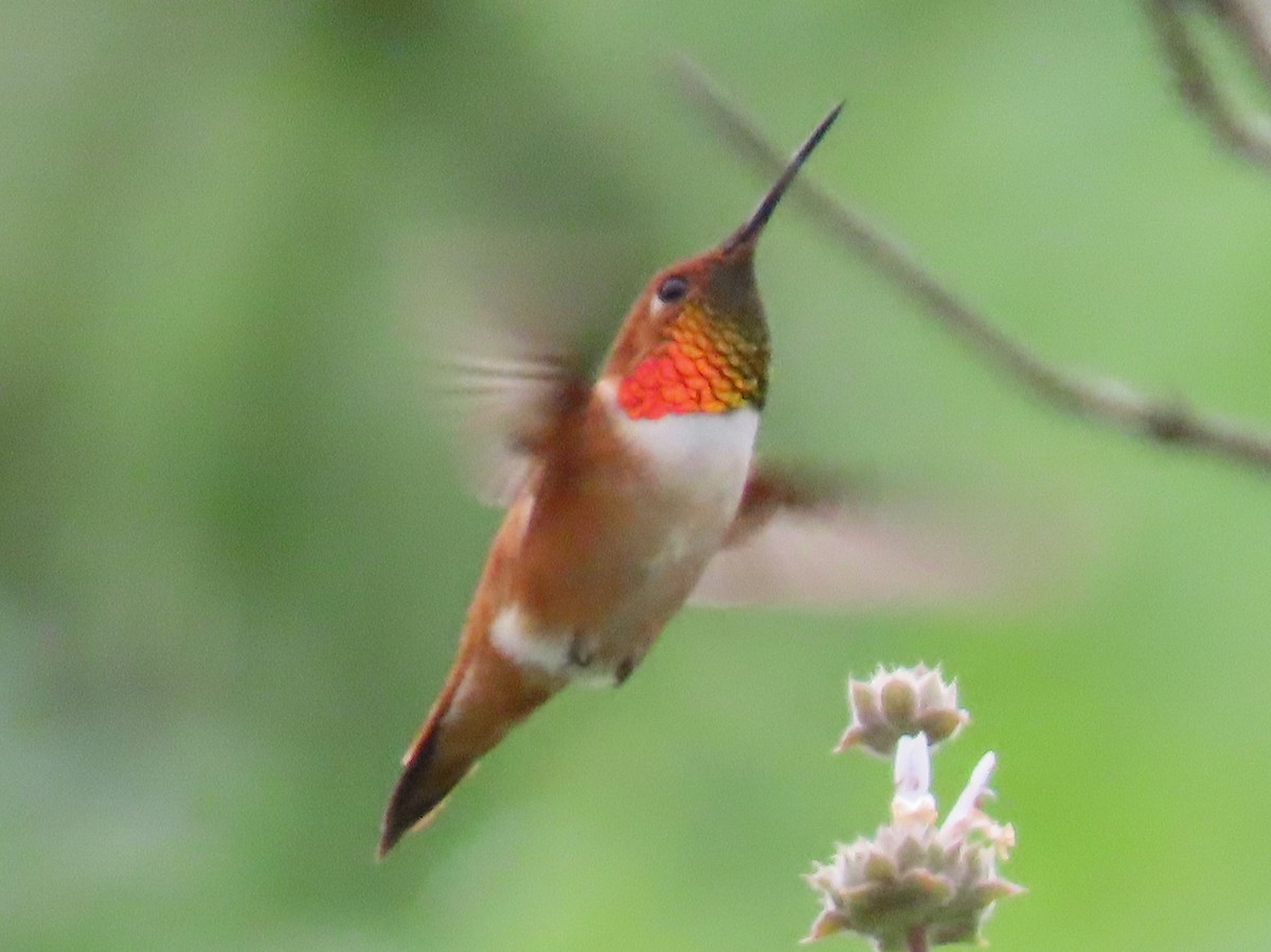 Rufous Hummingbird - ML148842881
