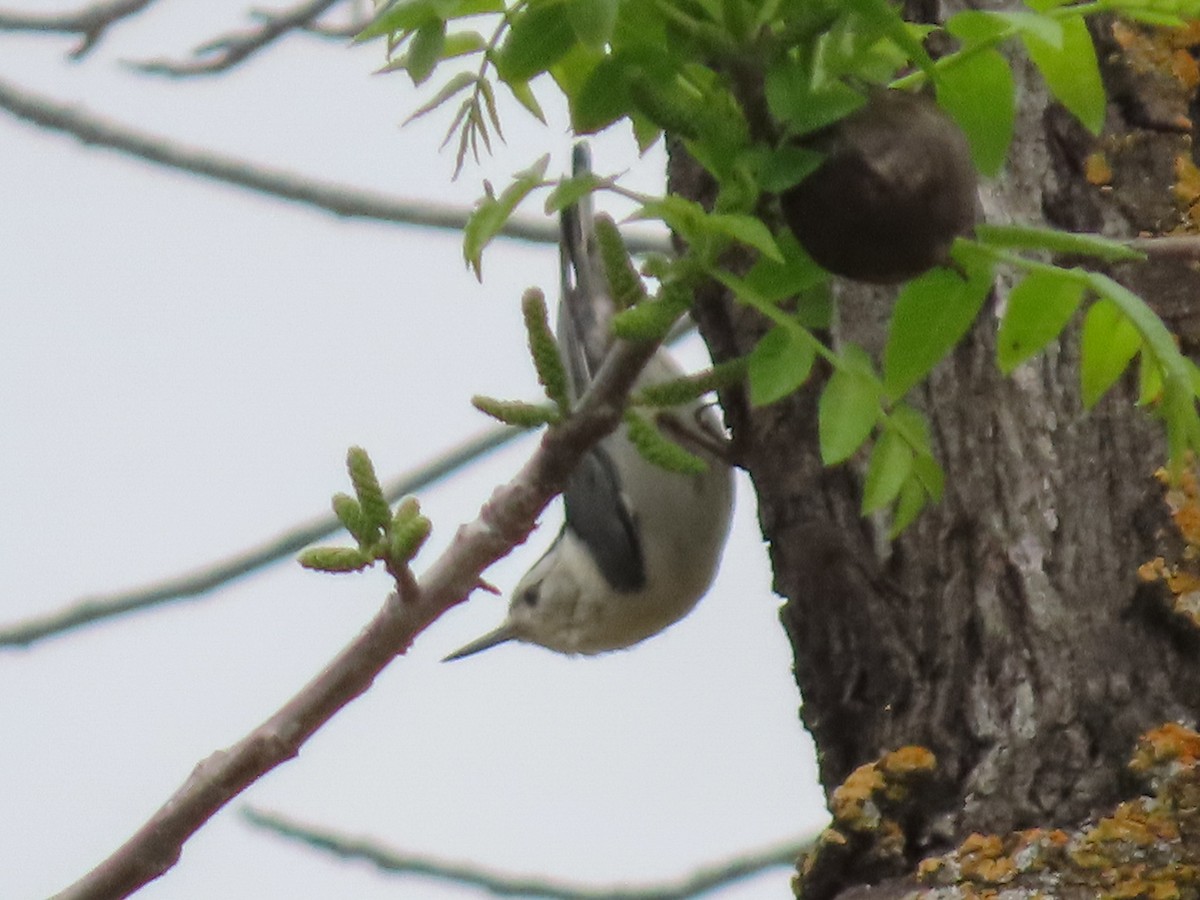 White-breasted Nuthatch - ML148843041