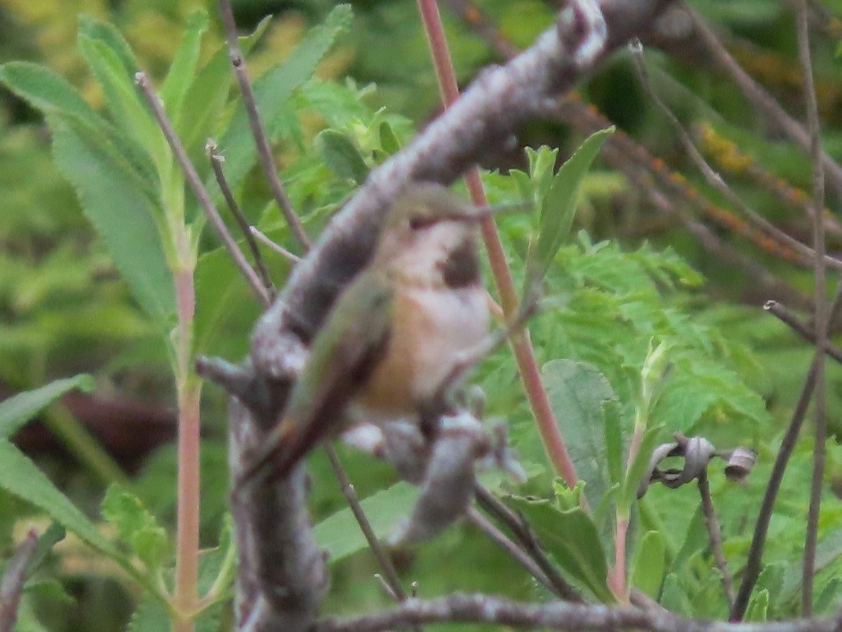Rufous/Allen's Hummingbird - ML148843641