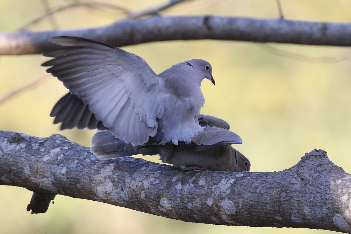 Eurasian Collared-Dove - Laval Roy
