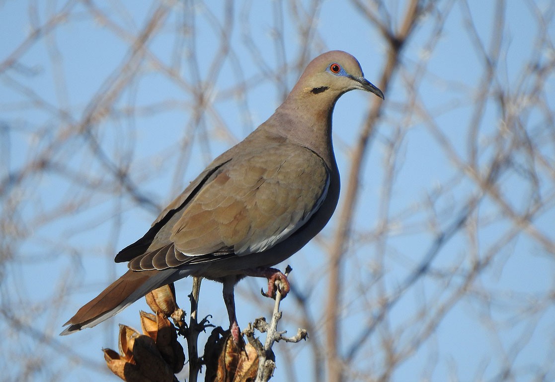 White-winged Dove - Ad Konings