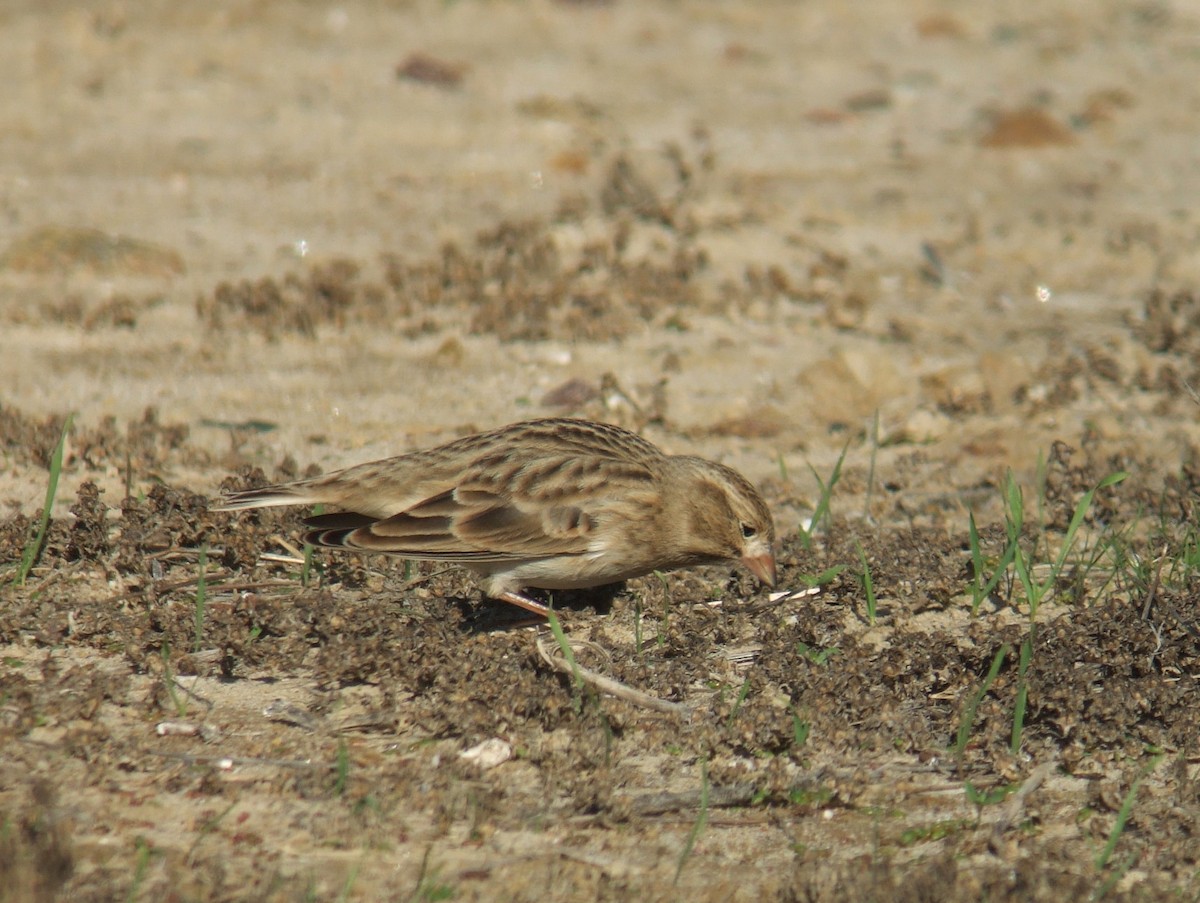 Thick-billed Longspur - ML148847101